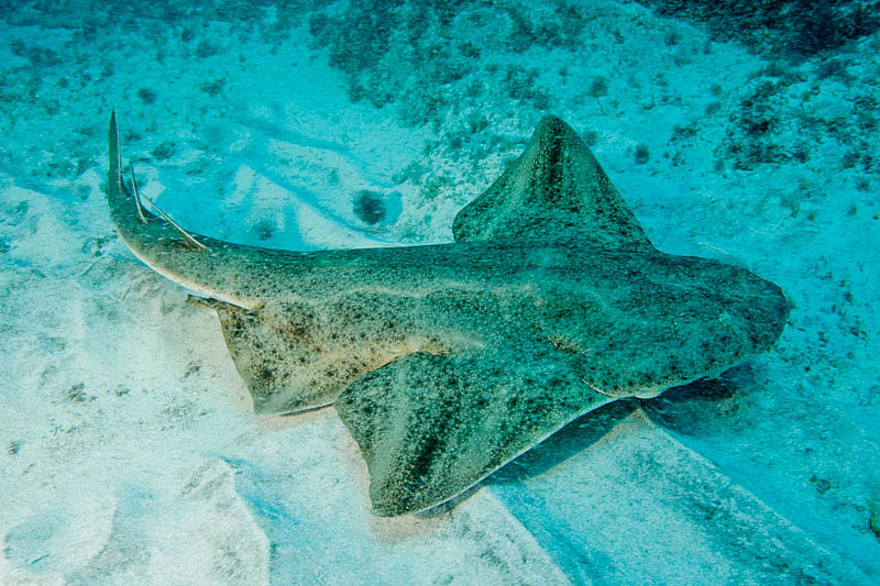Angel Shark