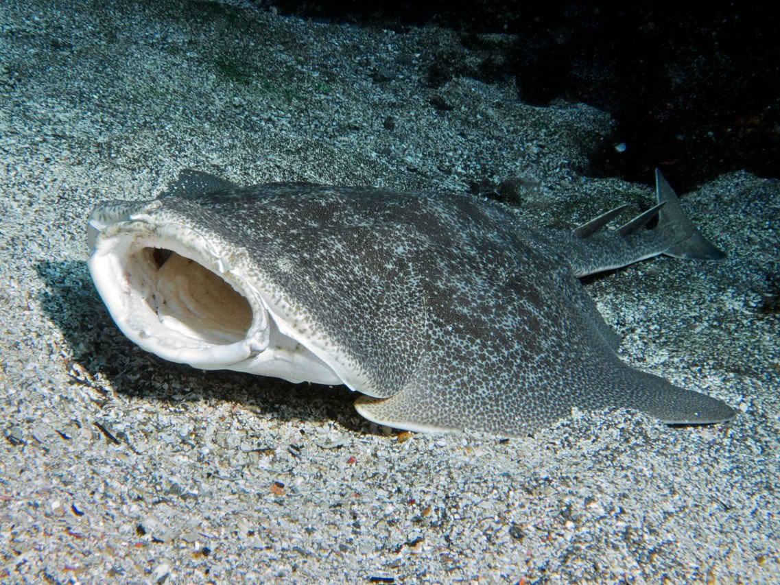 Squatina_japonica2