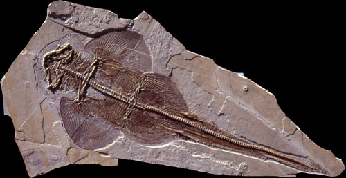 fossilised ray fossil ray