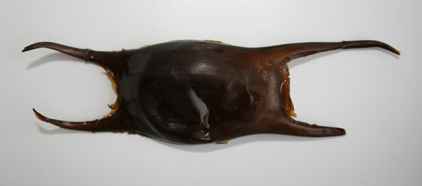 ray eggs