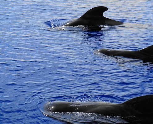 pilot whales tenerife