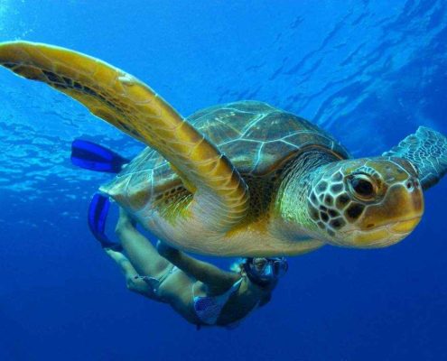 Buceo en Tenerife Tauchen auf Teneriffa Snorkelling in Tenerife Plongée Ténérife
